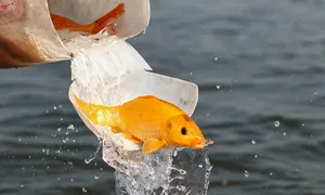 Người dân Hà Nội, TP HCM 'tiễn Táo quân về trời' Người dân Hà Nội, TP HCM 'tiễn Táo quân về trời'